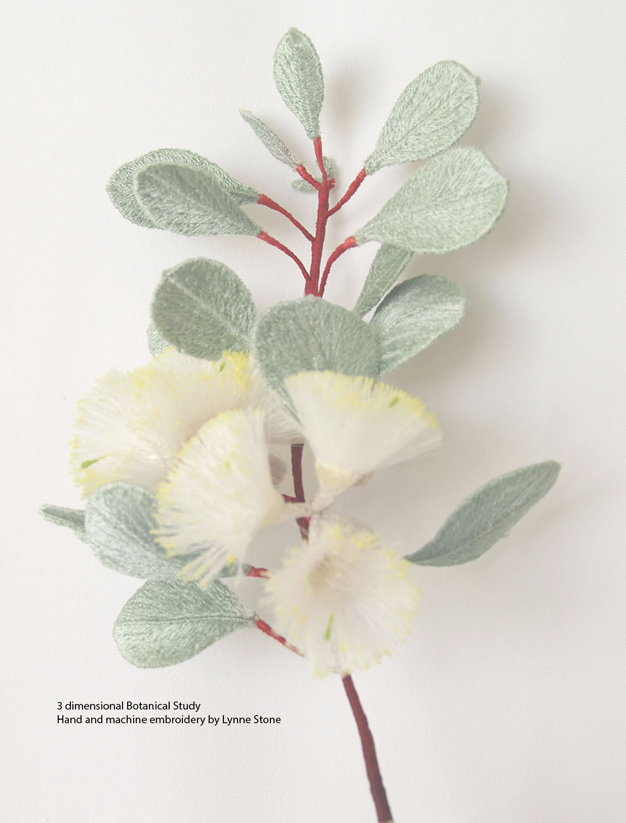 Eucalyptus orbifolia1